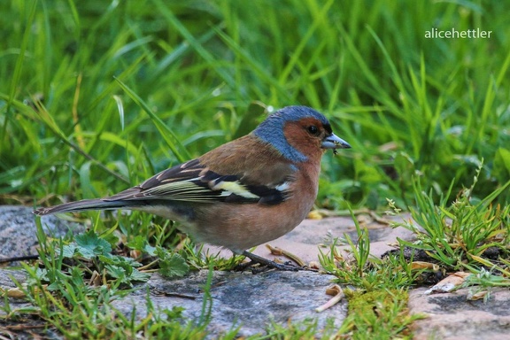 Buchfink (Fringilla coelebs)